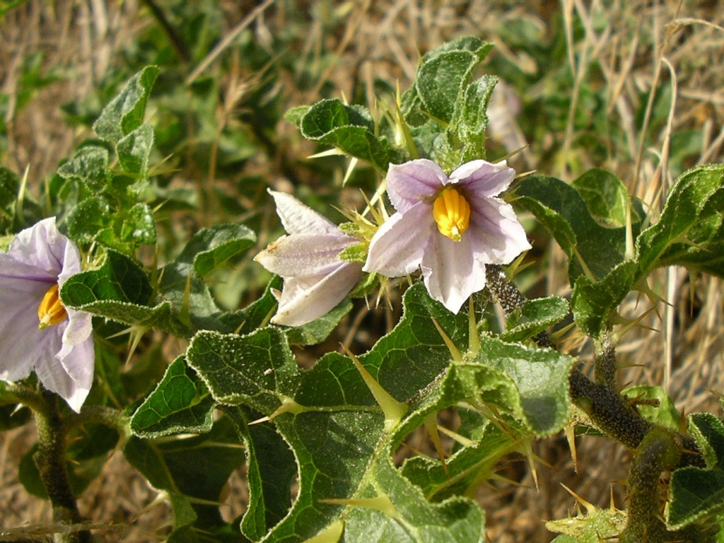 Solanum linnaeanum (=Solanum sodomaeum) / Pomo di Sodoma